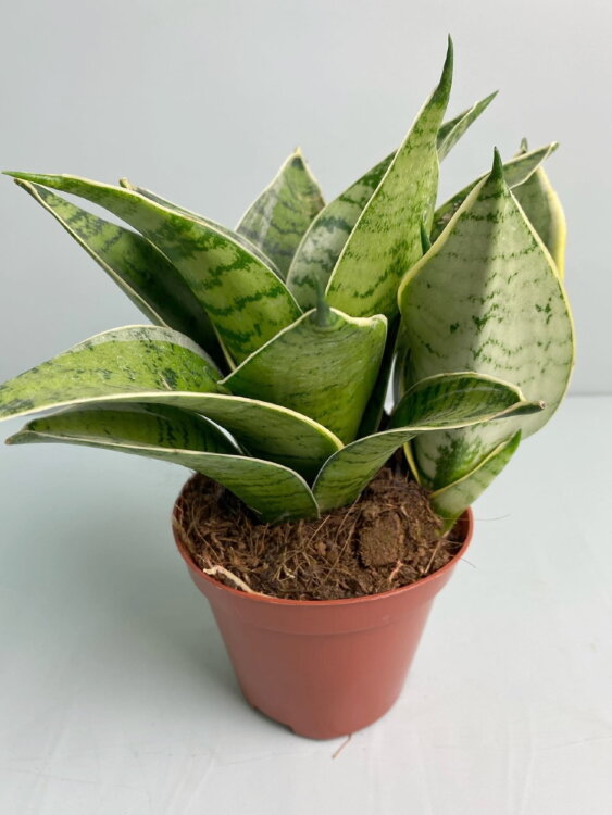 Сансевиерия Ханни Сильвер Стар ⌀8 15 см 