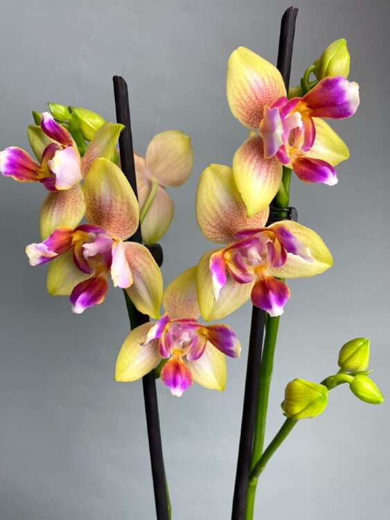 Орхидея Фаленопсис пелорик Хсин Венус 
