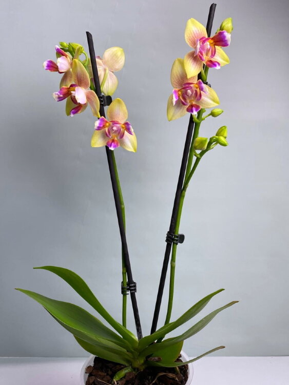 Орхидея Фаленопсис пелорик Хсин Венус 