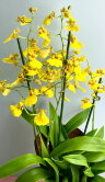 Орхидея Онцидиум жёлтая 3 ствола 