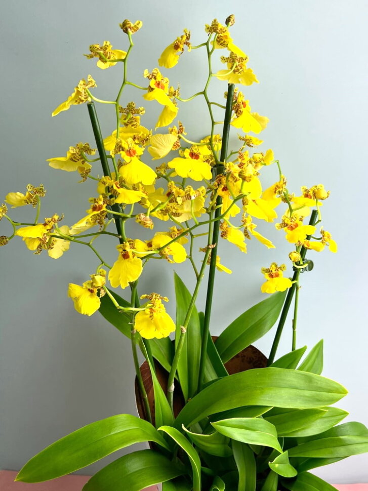 Орхидея Онцидиум жёлтая 3 ствола купить в Москве с доставкой | Магазин  растений Bloom Story (Блум Стори)