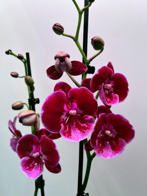 Орхидея Фаленопсис Аполло Биг Лип 2 ст
