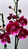 Орхидея Фаленопсис Аполло Биг Лип 2 ст 
