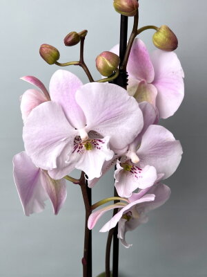Орхидея Фаленопсис Пико Чип Биг Лип 2 ст