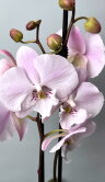 Орхидея Фаленопсис Пико Чип Биг Лип 2 ст 