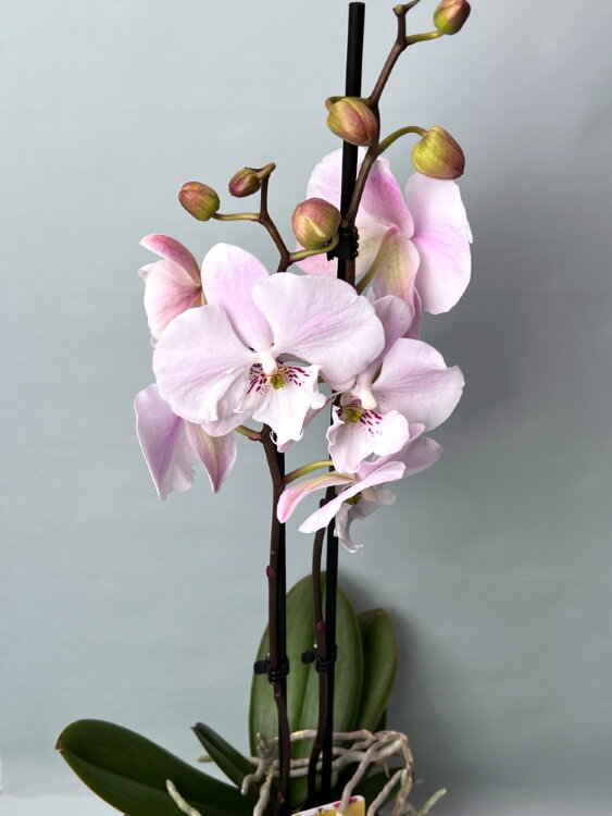 Орхидея Фаленопсис Пико Чип Биг Лип 2 ст 