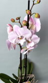 Орхидея Фаленопсис Пико Чип Биг Лип 2 ст 