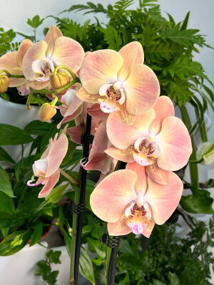 Орхидея Фаленопсис Шампань ⌀12 65 см