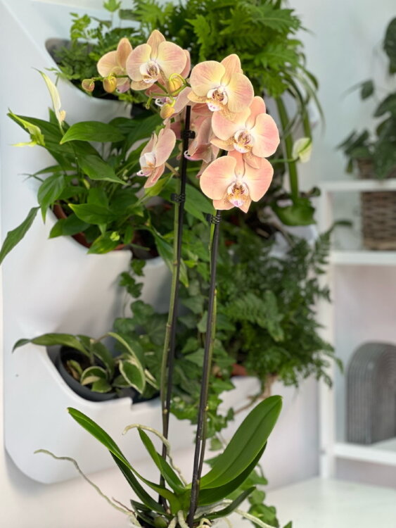 Орхидея Фаленопсис Шампань ⌀12 65 см 