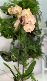 Орхидея Фаленопсис Шампань ⌀12 65 см 