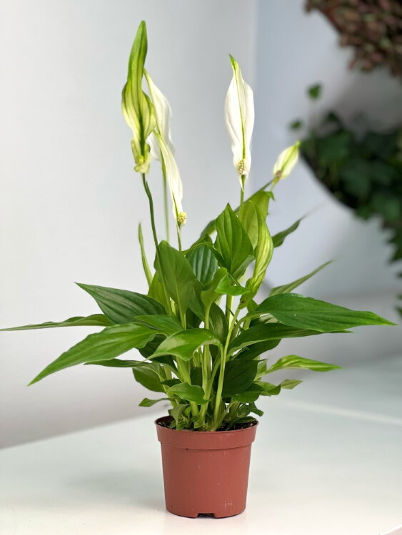 Спатифиллум Пёрл Купидо ⌀9 25 см 