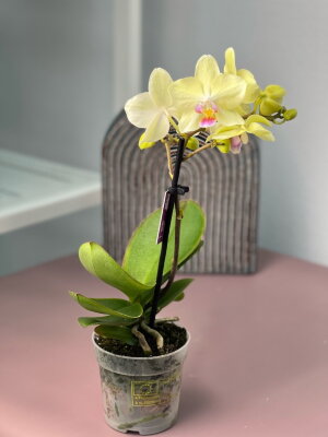 Орхидея Фаленопсис мини лайм ⌀6 20 см