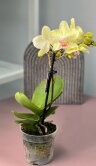 Орхидея Фаленопсис мини Лена ⌀6 20 см 