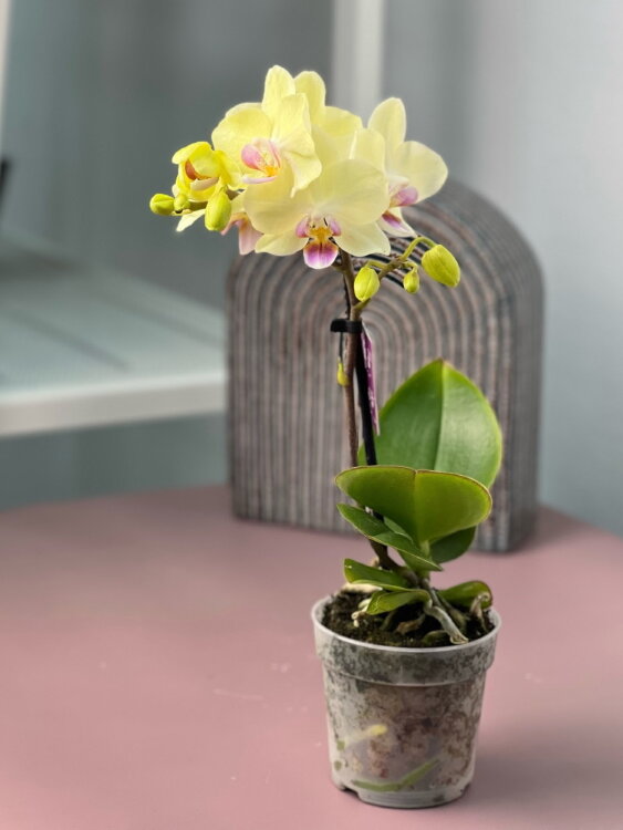 Орхидея Фаленопсис мини Лена ⌀6 20 см 