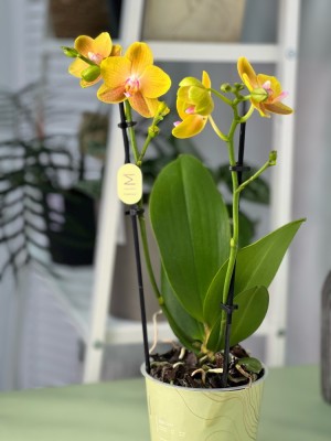 Орхидея Фаленопсис Мультифлора Сентидо ⌀12 40 см