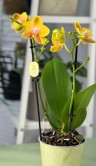 Орхидея Фаленопсис Мультифлора Сентидо ⌀12 40 см 