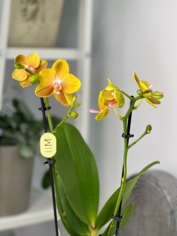 Орхидея Фаленопсис Мультифлора Сентидо ⌀12 40 см  Орхидея Фаленопсис Мультифлора Сентидо ⌀12 40 см