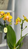 Орхидея Фаленопсис Мультифлора Сентидо ⌀12 40 см 