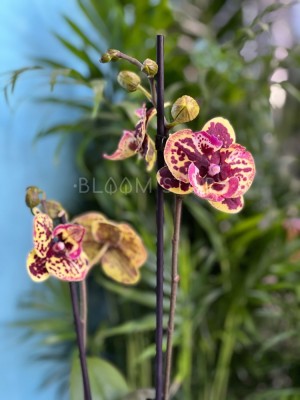 Орхидея Фаленопсис Аркс Рей Биг Лип ⌀12 50 см