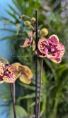 Орхидея Фаленопсис Аркс Рей Биг Лип ⌀12 50 см 
