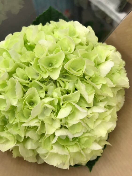 Гортензия Фёст белая ⌀9 