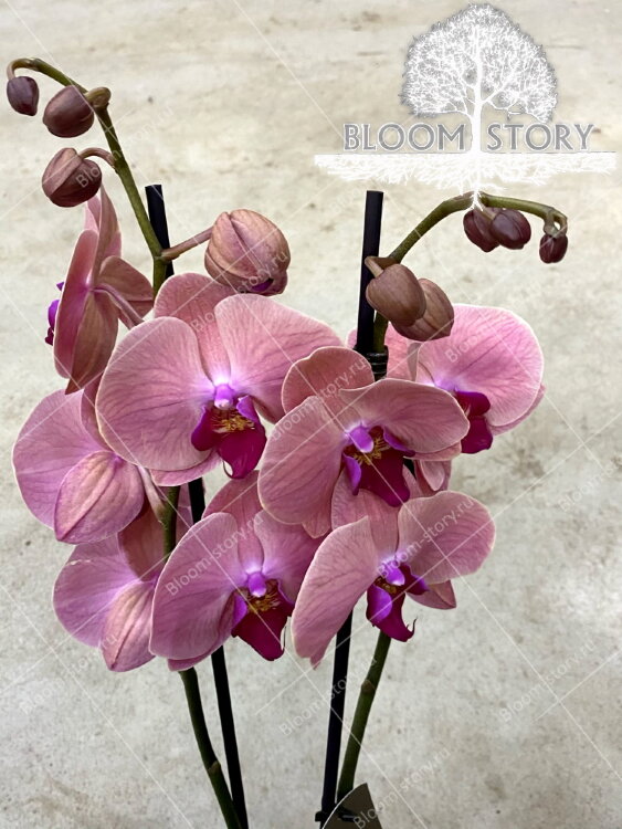 Орхидея Фаленопсис Руд 2 ст 