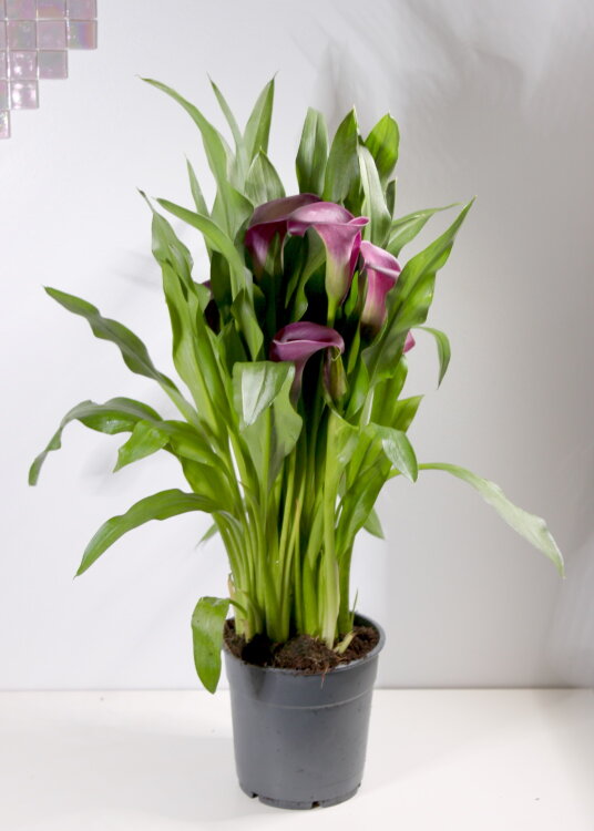 Калла фиолетовая ⌀12 40 см 