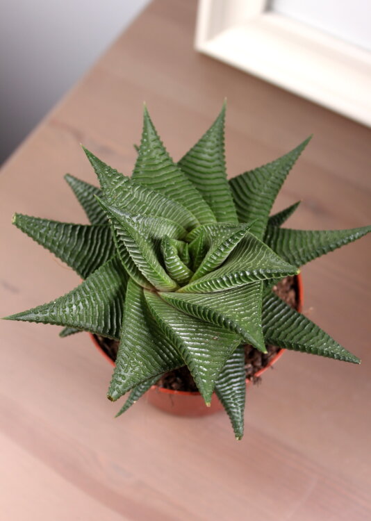 Хавортия Лимифолия ⌀9 