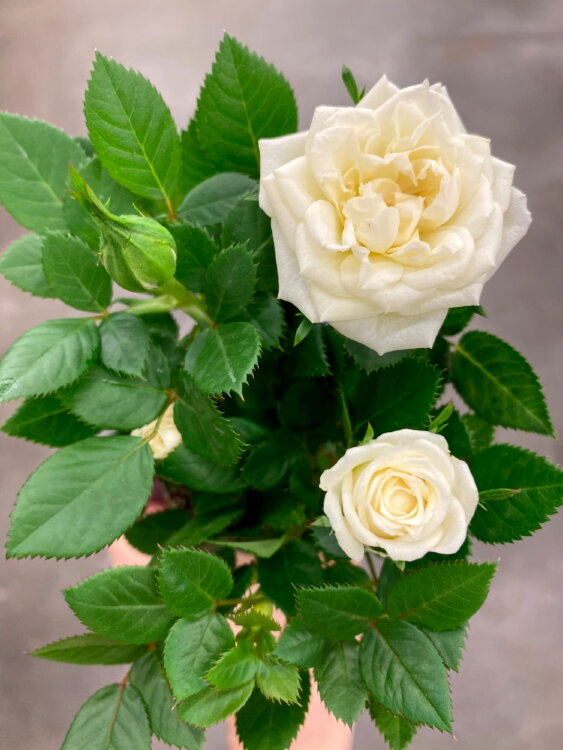 Роза белая мини ⌀6 