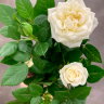 Роза белая мини ⌀6 