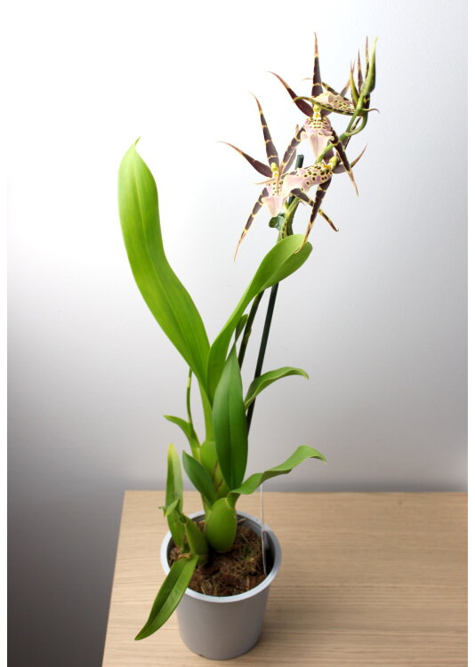 Брассия Саммер Дрим 1 ст 