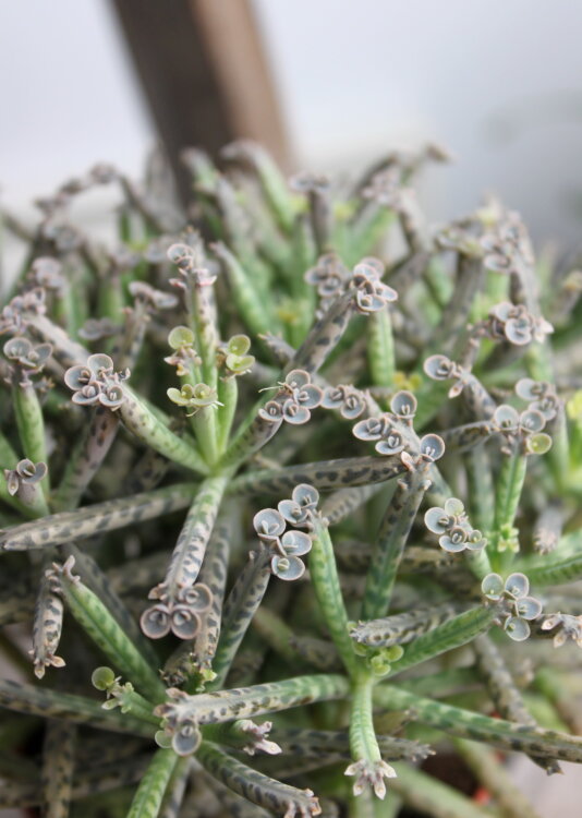 Каланхоэ Трубкоцветное ⌀8 