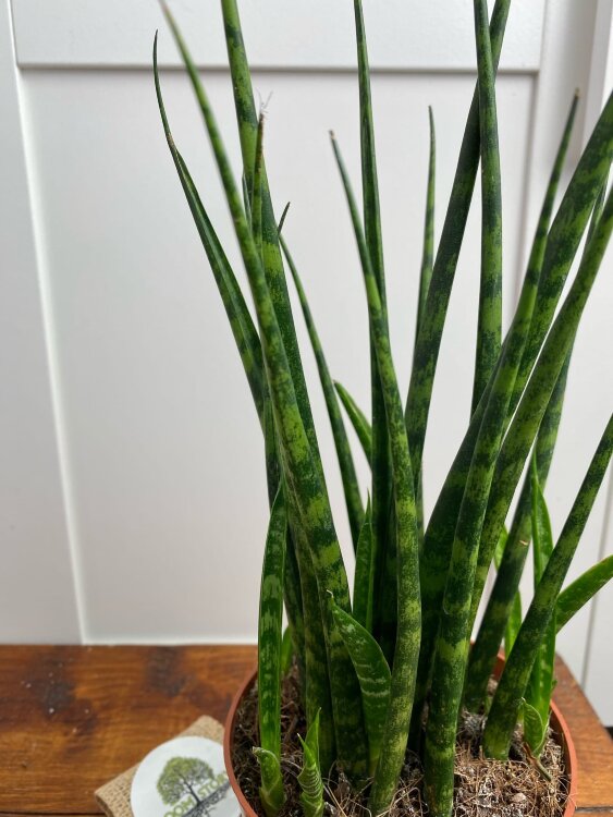 Сансевиерия Фернвуд Микадо ⌀12 40 см 