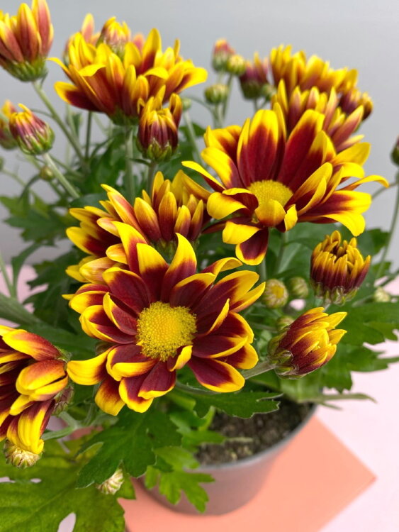 Хризантема жёлто-бордовая ⌀12 