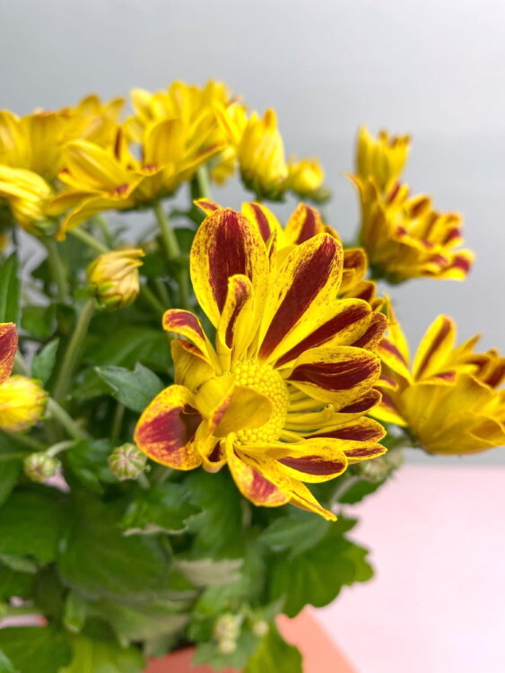 Хризантема жёлто-бордовая ⌀12 