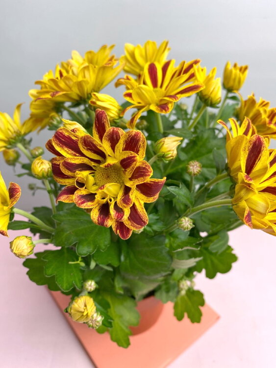 Хризантема жёлто-бордовая ⌀12 