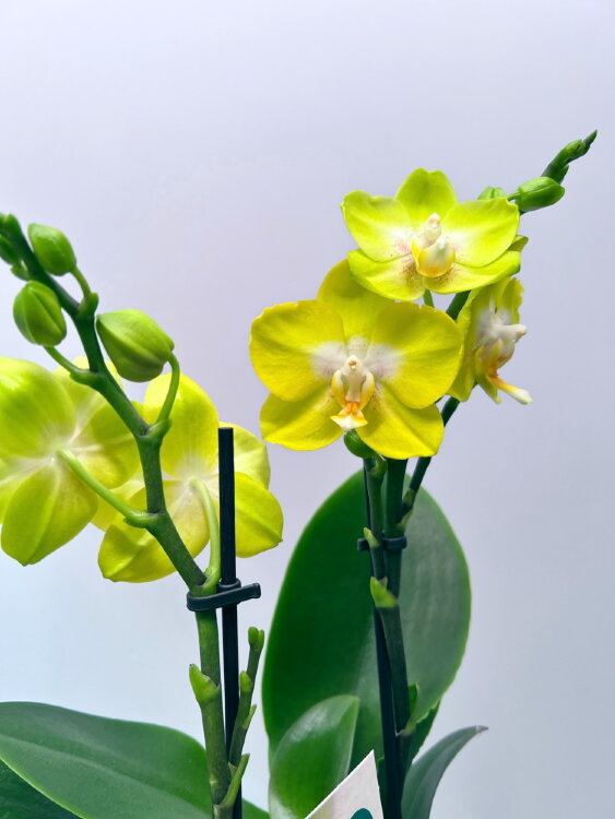Орхидея Фаленопсис Кикки 2 ст 