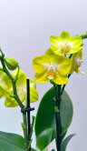 Орхидея Фаленопсис Кикки 2 ст 