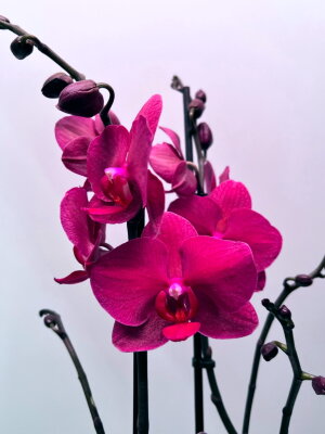 Орхидея Фаленопсис Богемиан Паваротти 2 ст