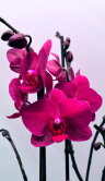 Орхидея Фаленопсис Богемиан Паваротти 2 ст 