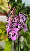 Орхидея Фаленопсис Блэк Страйп Биг Лип ⌀12 50 см 
