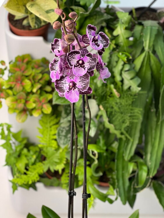 Орхидея Фаленопсис Блэк Страйп Биг Лип ⌀12 50 см 