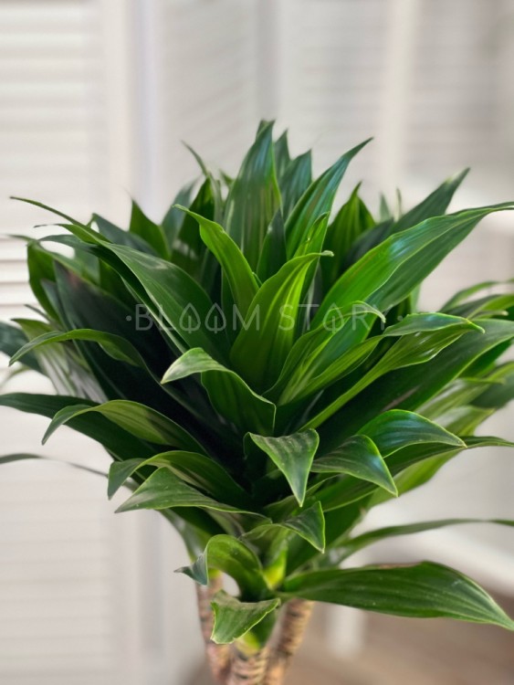 Драцена Фрагранс Компакта 3 ствола ⌀21 100 см  Драцена Фрагранс Компакта 3 ствола ⌀21 100 см