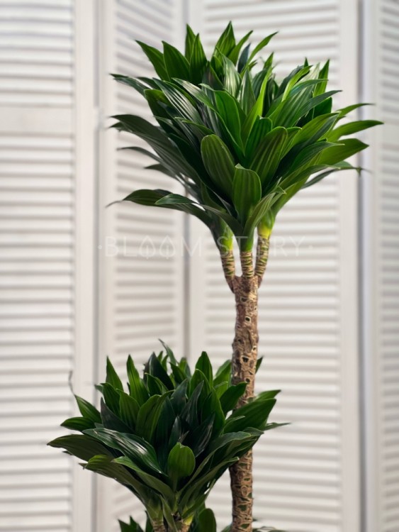 Драцена Фрагранс Компакта 3 ствола ⌀21 100 см  Драцена Фрагранс Компакта 3 ствола ⌀21 100 см