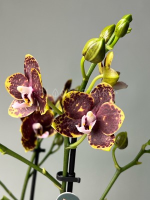 Орхидея Фаленопсис Бамбула ⌀12 45 см