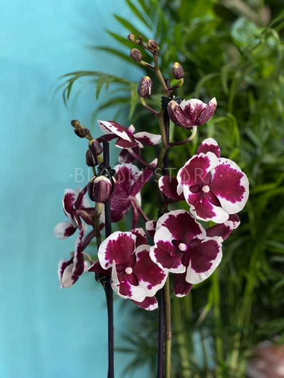 Орхидея Фаленопсис Фушенг Пикок Биг Лип ⌀12 60 см 