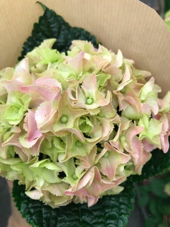 Гортензия Ёрли розовая ⌀9 