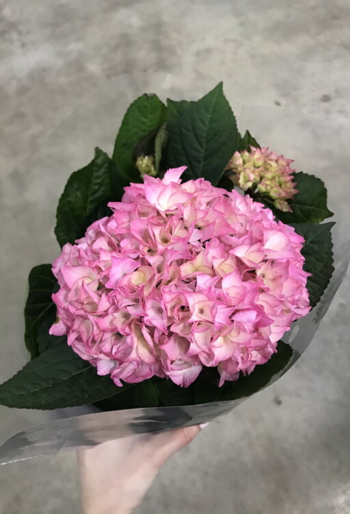 Гортензия Ёрли розовая ⌀9 