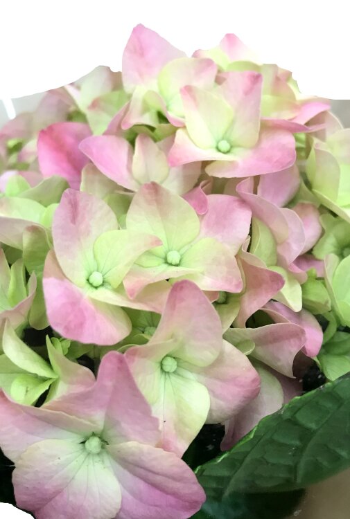 Гортензия Ёрли розовая ⌀9 