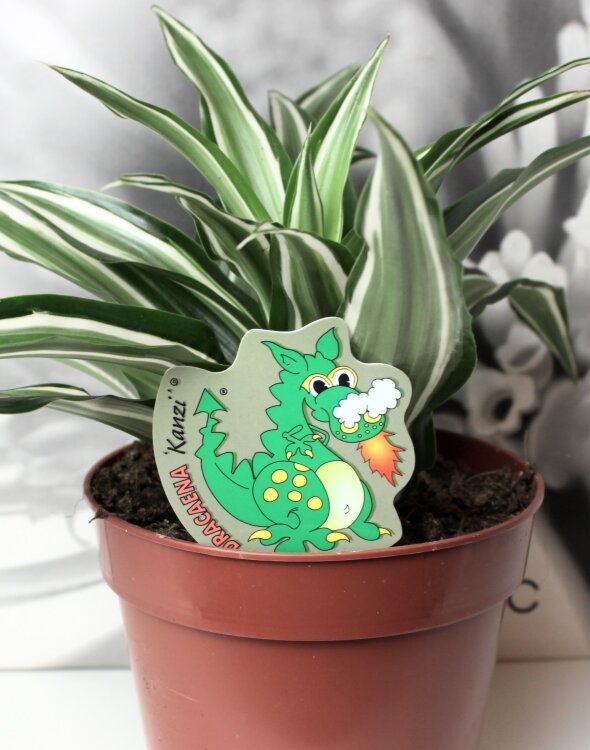 Драцена Фрагранс Канзи